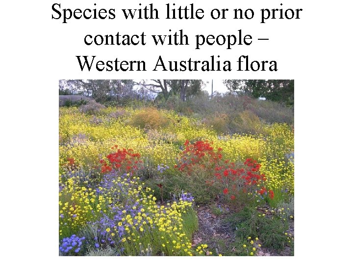Species with little or no prior contact with people – Western Australia flora 