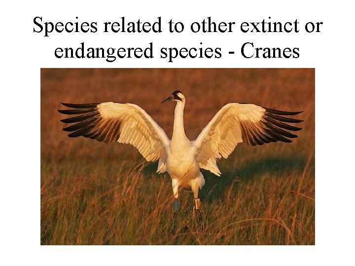 Species related to other extinct or endangered species - Cranes 