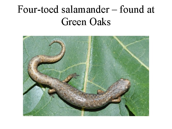 Four-toed salamander – found at Green Oaks 