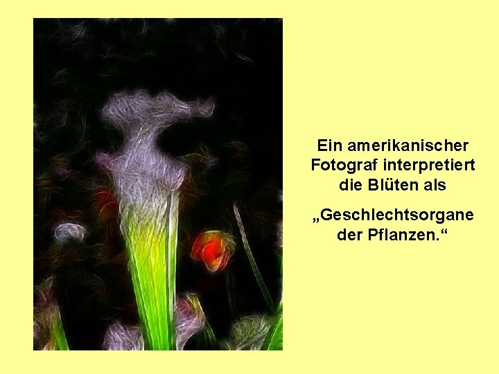 Ein amerikanischer Fotograf interpretiert die Blüten als „Geschlechtsorgane der Pflanzen. “ 