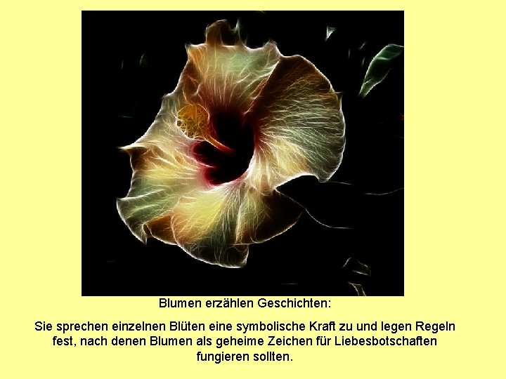 Blumen erzählen Geschichten: Sie sprechen einzelnen Blüten eine symbolische Kraft zu und legen Regeln