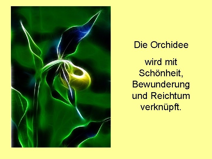 Die Orchidee wird mit Schönheit, Bewunderung und Reichtum verknüpft. 