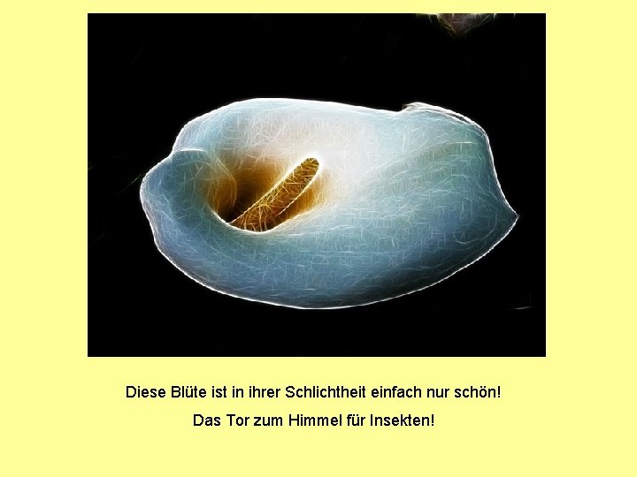 Diese Blüte ist in ihrer Schlichtheit einfach nur schön! Das Tor zum Himmel für