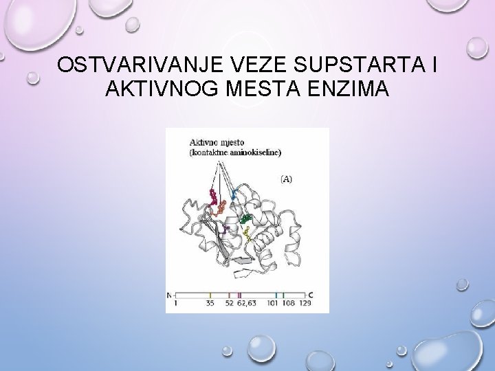 OSTVARIVANJE VEZE SUPSTARTA I AKTIVNOG MESTA ENZIMA 