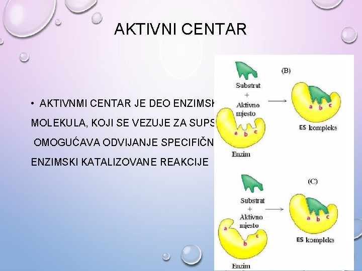 AKTIVNI CENTAR • AKTIVNMI CENTAR JE DEO ENZIMSKOG MOLEKULA, KOJI SE VEZUJE ZA SUPSTRAT