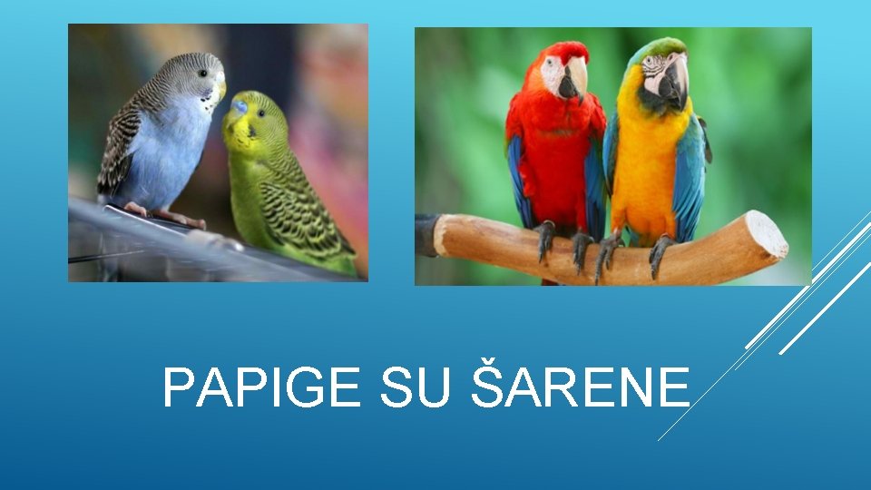 PAPIGE SU ŠARENE 