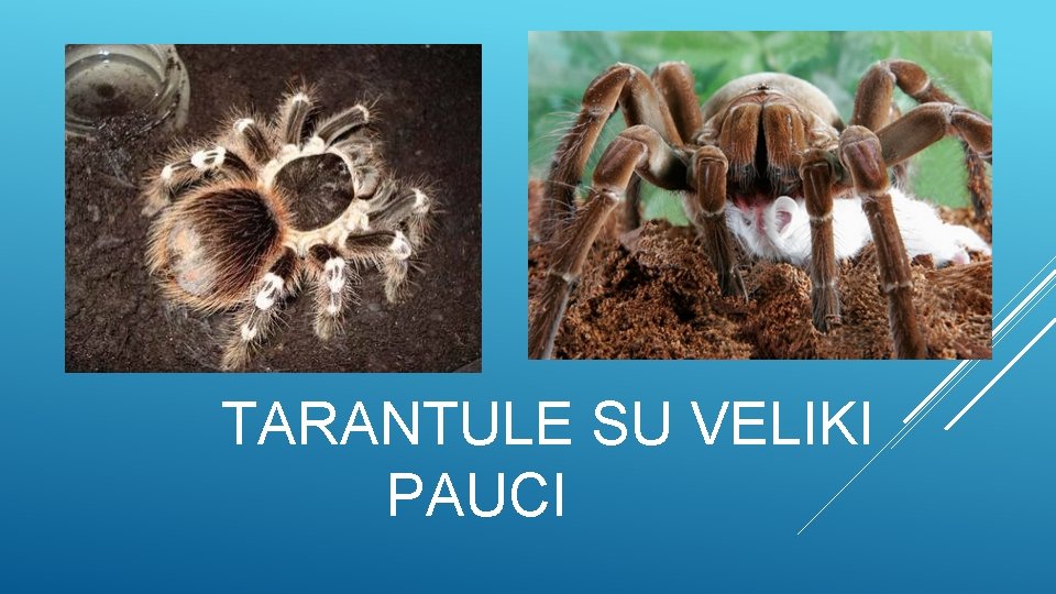 TARANTULE SU VELIKI PAUCI 