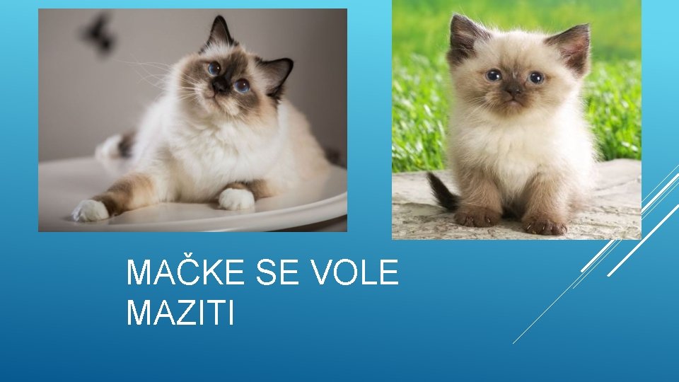 MAČKE SE VOLE MAZITI 