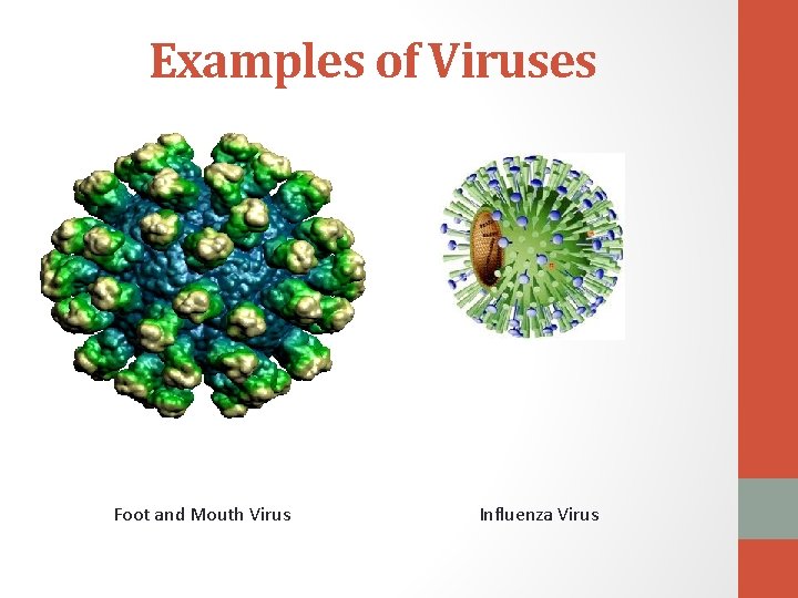 Examples of Viruses • ff Foot and Mouth Virus Influenza Virus 
