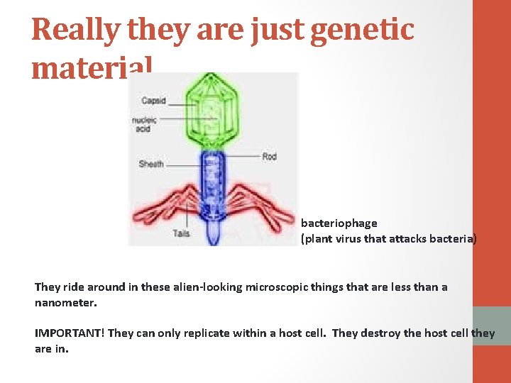 Really they are just genetic material bacteriophage (plant virus that attacks bacteria) They ride