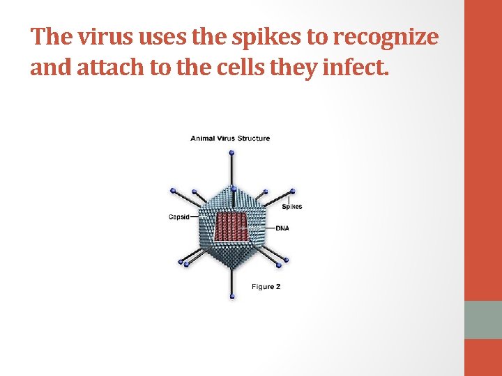 The virus uses the spikes to recognize and attach to the cells they infect.