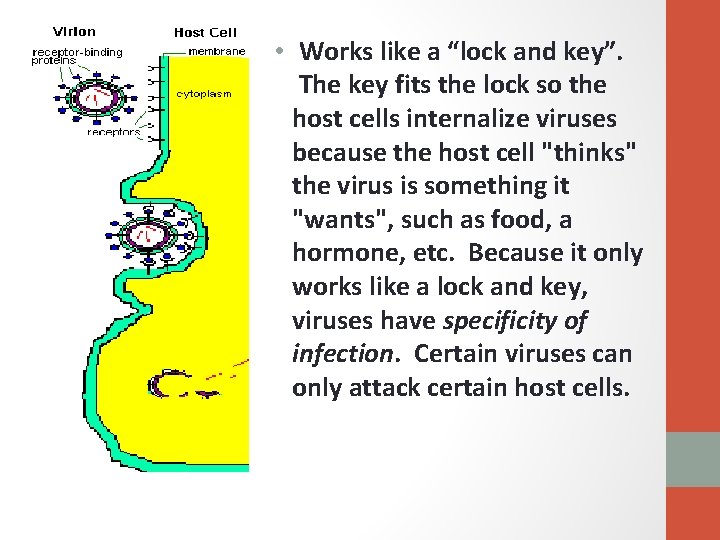  • Works like a “lock and key”. The key fits the lock so