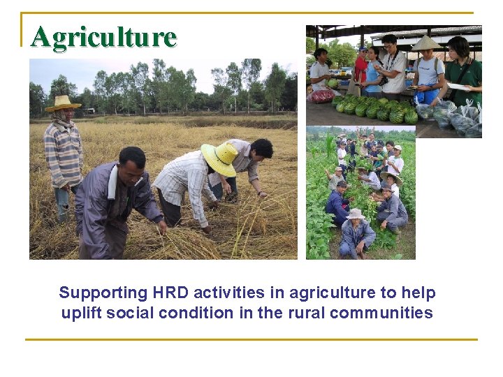 Agriculture Supporting HRD activities in agriculture to help uplift social condition in the rural