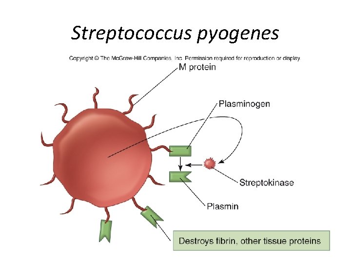Streptococcus pyogenes 