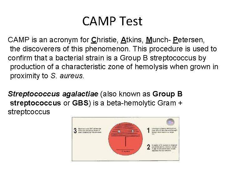 CAMP Test CAMP is an acronym for Christie, Atkins, Munch- Petersen, the discoverers of