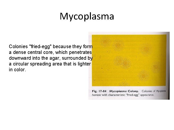 Mycoplasma Colonies "fried-egg" because they form a dense central core, which penetrates downward into