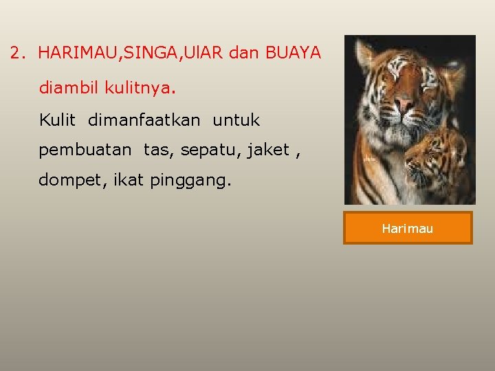 2. HARIMAU, SINGA, Ul. AR dan BUAYA diambil kulitnya. Kulit dimanfaatkan untuk pembuatan tas,