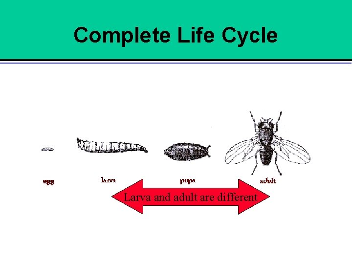 Complete Life Cycle Larva and adult are different 
