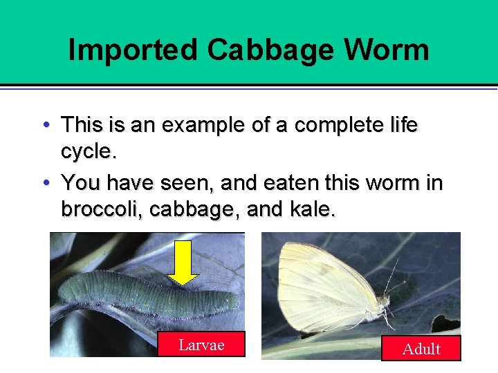Imported Cabbage Worm • This is an example of a complete life cycle. •