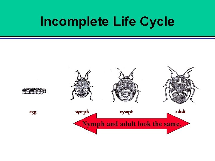 Incomplete Life Cycle Nymph and adult look the same. 