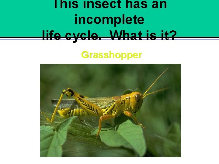 This insect has an incomplete life cycle. What is it? Grasshopper 