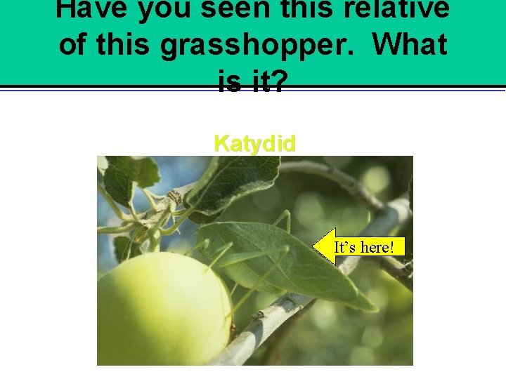 Have you seen this relative of this grasshopper. What is it? Katydid It’s here!