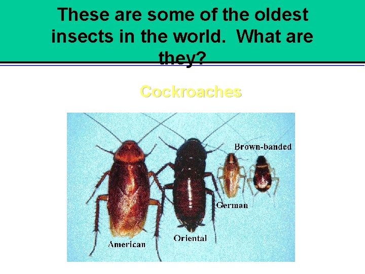 These are some of the oldest insects in the world. What are they? Cockroaches