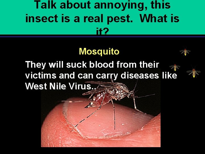 Talk about annoying, this insect is a real pest. What is it? Mosquito They