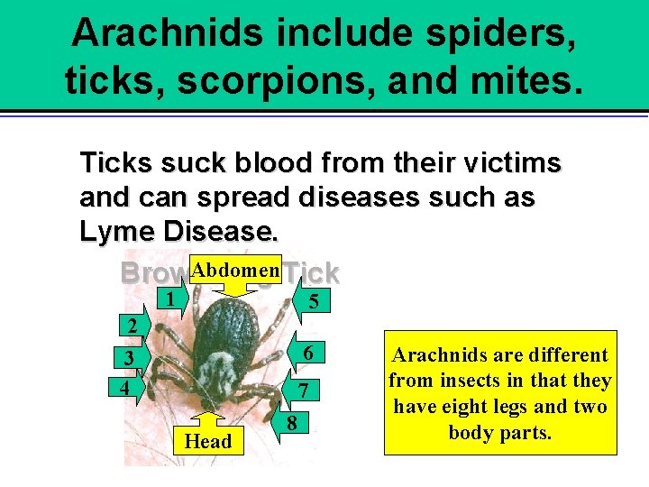 Arachnids include spiders, ticks, scorpions, and mites. Ticks suck blood from their victims and