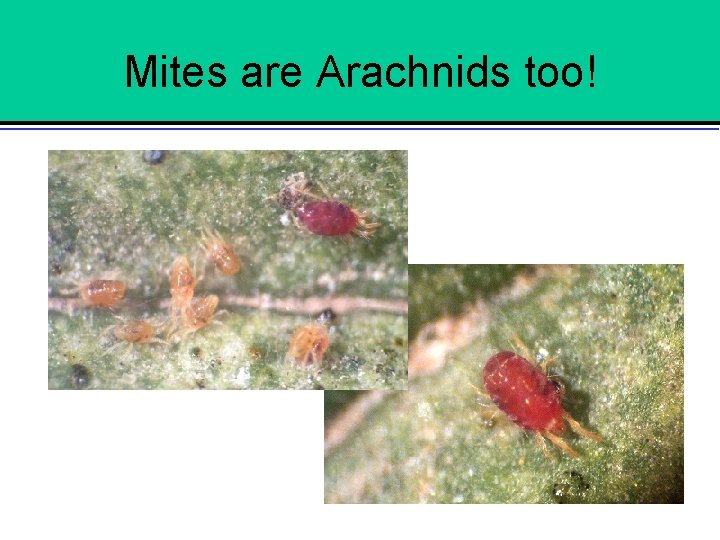 Mites are Arachnids too! 