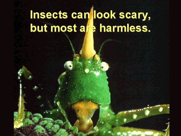 Insects can look scary, but most are harmless. 