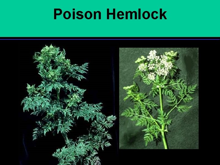Poison Hemlock 