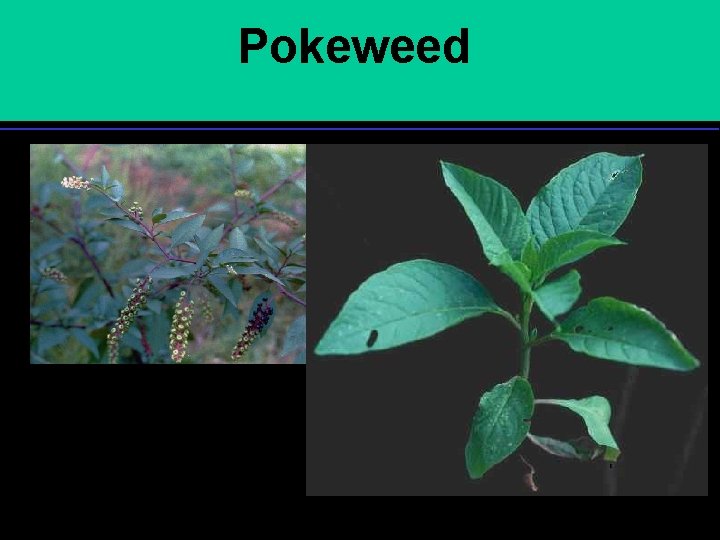 Pokeweed 