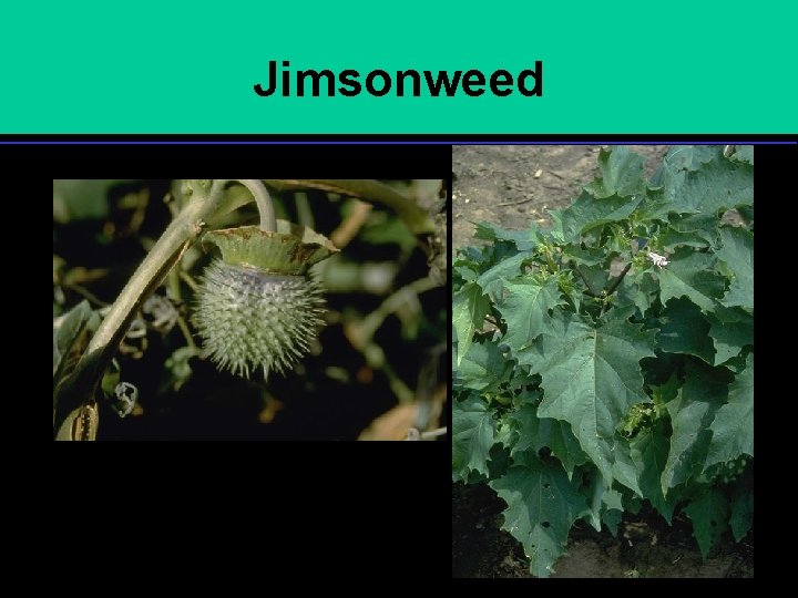 Jimsonweed 