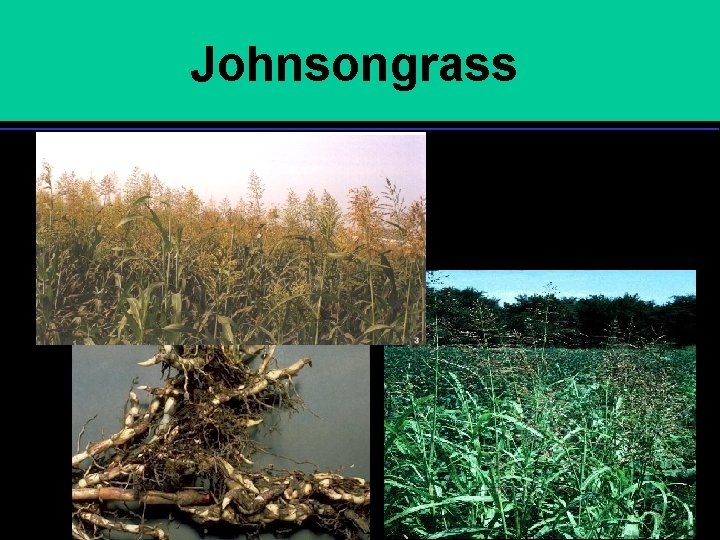 Johnsongrass • 