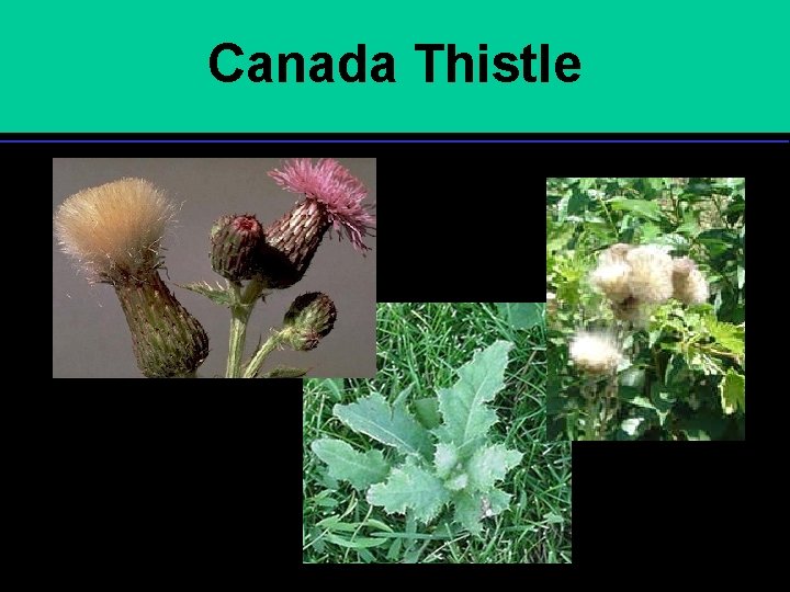 Canada Thistle 
