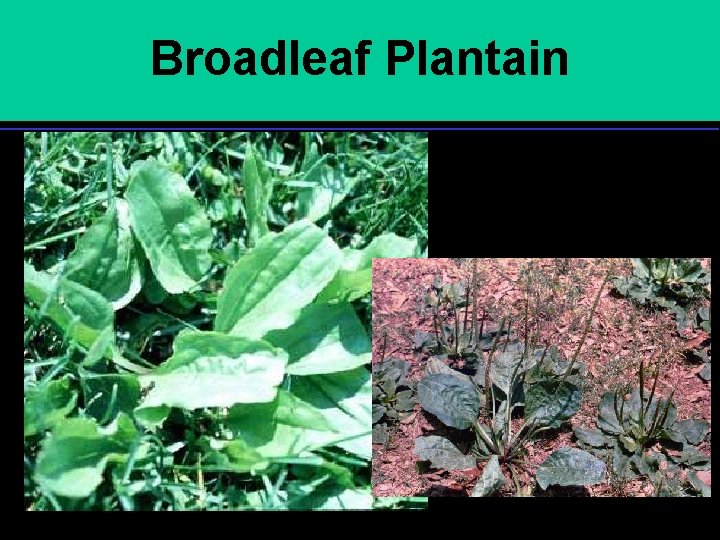 Broadleaf Plantain 