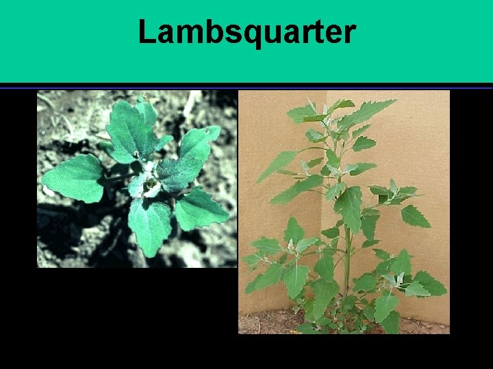 Lambsquarter 