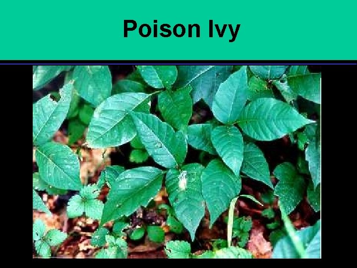 Poison Ivy 