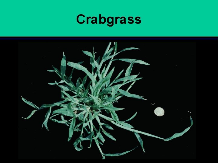 Crabgrass 