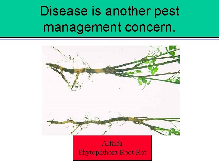 Disease is another pest management concern. Alfalfa Phytophthora Root Rot 