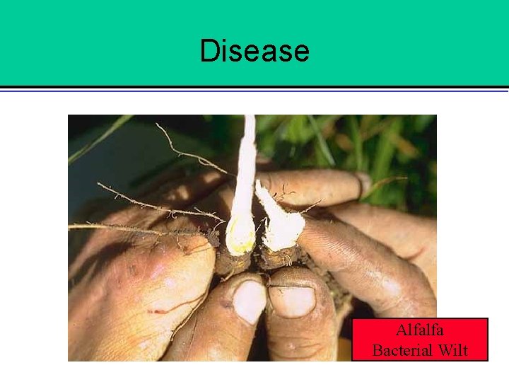 Disease Alfalfa Bacterial Wilt 