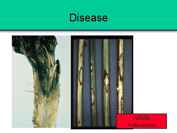Disease Alfalfa Anthracnose 