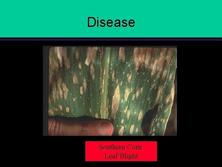 Disease Southern Corn Leaf Blight 
