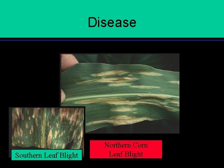 Disease Southern Leaf Blight Northern Corn Leaf Blight 