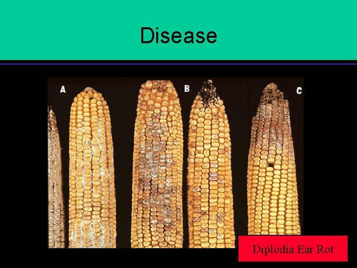Disease Diplodia Ear Rot 