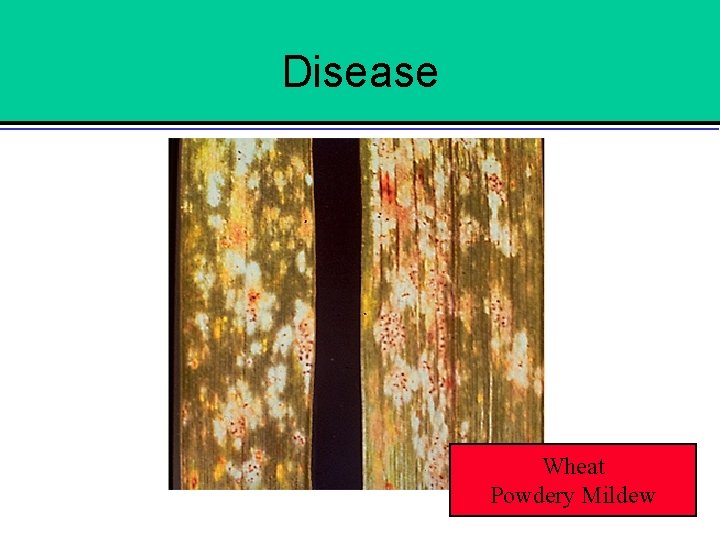 Disease Wheat Powdery Mildew 