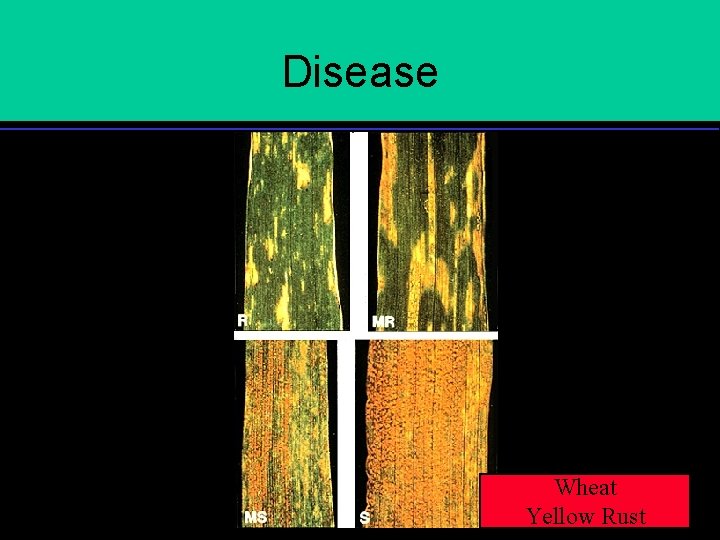 Disease Wheat Yellow Rust 