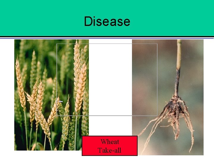 Disease Wheat Take-all 