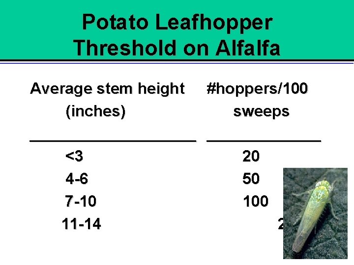 Potato Leafhopper Threshold on Alfalfa Average stem height #hoppers/100 (inches) sweeps __________ <3 20